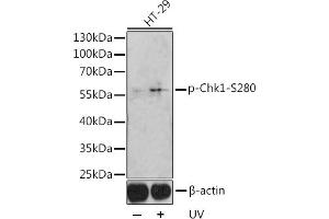 Western blot analysis of extracts of HT-29 cells, using Phospho-Chk1-Ser280 antibody (ABIN3019445, ABIN3019446, ABIN3019447 and ABIN6225372) at 1:1000 dilution. (CHEK1 anticorps  (pSer280))