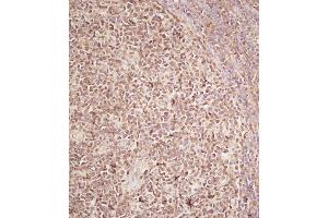 Immunohistochemical analysis of B on paraffin-embedded Human tonsil tissue.
