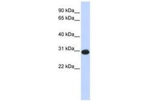 Image no. 1 for anti-Calcium Modulating Ligand (CAMLG) (AA 36-85) antibody (ABIN6741026) (CAMLG anticorps  (AA 36-85))
