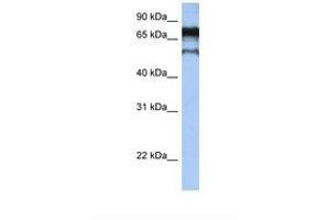 Image no. 1 for anti-Zinc Finger Protein 780B (ZNF780B) (AA 74-123) antibody (ABIN6739279) (ZNF780B anticorps  (AA 74-123))