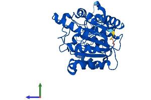 AlphaFold protein structure predicition of Human Recombinant ARG1 Protein, UniprotID P05089