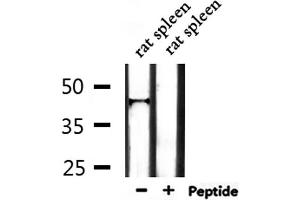 Western blot analysis of extracts from rat spleen, using IL18BP Antibody. (IL18BP anticorps  (C-Term))