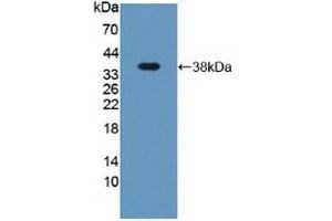 Detection of Recombinant DEFa2, Human using Polyclonal Antibody to Defensin Alpha 2 (DEFa2) (DEFA2 anticorps  (AA 18-94))