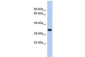 Image no. 1 for anti-Cellular Repressor of E1A-Stimulated Genes 2 (CREG2) (AA 35-84) antibody (ABIN6741238) (CREG2 anticorps  (AA 35-84))