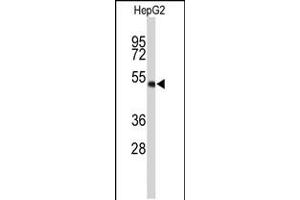Western blot analysis of WDR37 Antibody in HepG2 cell line lysates (35ug/lane) (WDR37 anticorps  (C-Term))