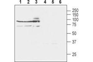 Western blot analysis of rat brain lysates (lanes 1 and 4), mouse brain lysates (lanes 2 and 5) and human SH-SY5Y neuroblastoma cell lysates (lanes 3 and 6): - 1-3. (SLC8A3 anticorps  (3rd Intracellular Loop))