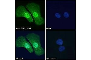 ABIN190916 Immunofluorescence analysis of paraformaldehyde fixed U2OS cells, permeabilized with 0.