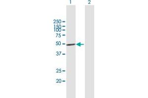 Western Blot analysis of IRF1 expression in transfected 293T cell line by IRF1 MaxPab polyclonal antibody. (IRF1 anticorps  (AA 1-325))