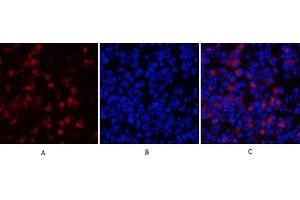 Immunofluorescence analysis of mouse spleen tissue. (MYD88 anticorps  (Internal Region))