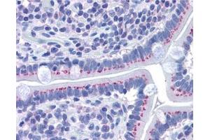 IHC staining of FFPE human small intestine with GOLPH2 antibody at 3. (GOLM1 anticorps)