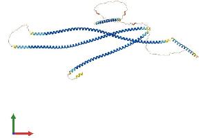AlphaFold protein structure predicition of Mouse Recombinant Cep63 Protein, UniprotID Q3UPP8