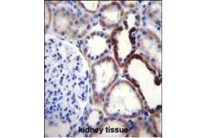 NKD2 Antibody (C-term) (ABIN656092 and ABIN2845435) immunohistochemistry analysis in formalin fixed and paraffin embedded human kidney tissue followed by peroxidase conjugation of the secondary antibody and DAB staining.