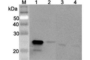 Western blot analysis using anti-GPX3 (mouse), pAb  at 1:2'000 dilution.