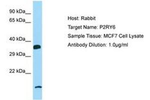 Image no. 1 for anti-Pyrimidinergic Receptor P2Y, G-Protein Coupled, 6 (P2RY6) (AA 109-158) antibody (ABIN6750124) (P2RY6 anticorps  (AA 109-158))