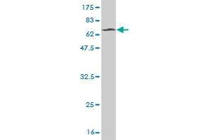 Western Blot detection against Immunogen (66.