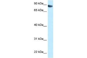 Western Blot: 1. (MEG3 anticorps  (C-Term))