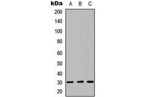 Western blot analysis of LYL1 expression in HEK293T (A), Raw264.