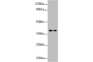 Western blot All lanes: PDCD2L antibody at 1. (PDCD2L anticorps  (AA 1-358))