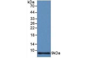 Detection of Recombinant CCL3, Human using Polyclonal Antibody to Macrophage Inflammatory Protein 1 Alpha (MIP1a) (CCL3 anticorps  (AA 24-92))