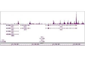 Histone H4ac (pan-acetyl) antibody (pAb) tested by ChIP-Seq.