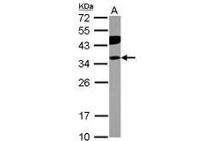 Image no. 2 for anti-Phosphotidylinositol Transfer Protein, beta (PITPNB) (AA 1-266) antibody (ABIN1500227) (PITPNB anticorps  (AA 1-266))