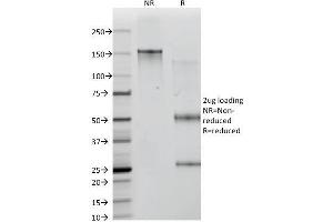 SDS-PAGE Analysis Purified ICOS-L Mouse Monoclonal Antibody (ICOSL/3111). (ICOSLG anticorps  (AA 23-149))