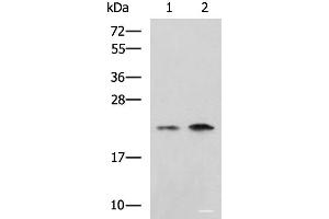 Western blot analysis of Jurkat Raji cell lysates using CHMP6 Polyclonal Antibody at dilution of 1:1000 (CHMP6 anticorps)