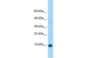 Host: Rabbit Target Name: GNG4 Sample Type: Fetal Brain lysates Antibody Dilution: 1. (GNG4 anticorps  (Middle Region))