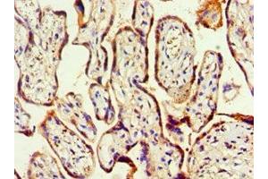 Immunohistochemistry of paraffin-embedded human placenta tissue using ABIN7155729 at dilution of 1:100 (HOXA9 anticorps  (AA 1-190))