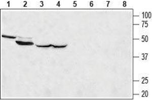 Western blot analysis of rat kidney (lanes 1 and 5), rat skeletal muscle (lanes 2 and 6), rat brain (lanes 3 and 7) and mouse brain (lanes 4 and 8) lysates: - 1-4. (MCU anticorps  (Mitochondrial Matrix, N-Term))