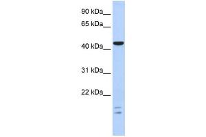 Western Blotting (WB) image for anti-BTB (POZ) Domain Containing 6 (BTBD6) antibody (ABIN2458438) (BTBD6 anticorps)