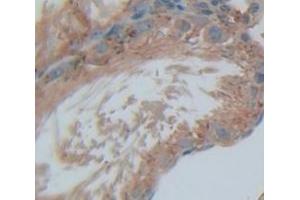 IHC-P analysis of Rat Tissue, with DAB staining. (SAT1 anticorps  (AA 1-171))