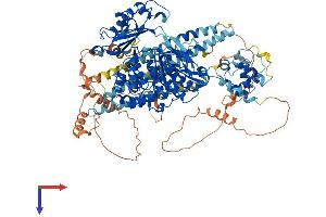 AlphaFold protein structure predicition of Human Recombinant MICAL1 Protein, UniprotID Q8TDZ2