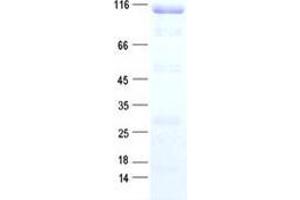 Validation with Western Blot