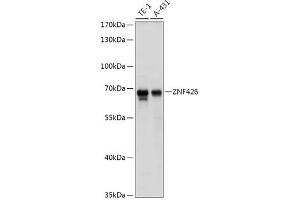 Western blot analysis of extracts of various cell lines, using ZNF426 antibody (ABIN7271485) at 1:1000 dilution. (ZNF426 anticorps  (AA 150-270))