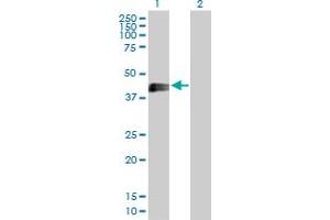 Western Blot analysis of EDA2R expression in transfected 293T cell line by EDA2R MaxPab polyclonal antibody. (Ectodysplasin A2 Receptor anticorps  (AA 1-297))