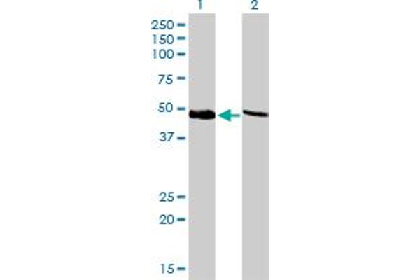 PSMC4 anticorps  (AA 1-418)
