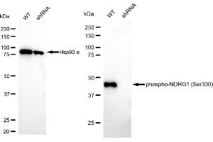 Western blotting analysis using phospho-NDRG1 (Ser330) antibody (ABIN7799537).
