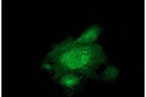 Anti-MAPRE2 mouse monoclonal antibody (ABIN2454497) immunofluorescent staining of COS7 cells transiently transfected by pCMV6-ENTRY MAPRE2 (RC200259). (MAPRE2 anticorps)