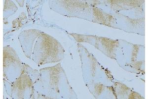 ABIN6276528 at 1/100 staining Mouse muscle tissue by IHC-P. (ATG4C anticorps  (N-Term))