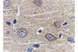 Immunohistochemistry of adiponectin in rat brain tissue with adiponectin antibody at 1 μg/ml.