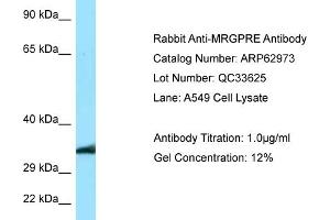 Western Blotting (WB) image for anti-MAS-Related GPR, Member E (MRGPRE) (C-Term) antibody (ABIN2789317)
