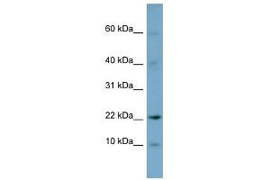 DPPA5 antibody used at 1 ug/ml to detect target protein. (DPPA5 anticorps  (N-Term))
