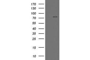 Image no. 3 for anti-Myoneurin (MYNN) (AA 10-300) antibody (ABIN1490792)