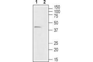 Western blot analysis of mouse colon lysate: - 1. (FFAR2 anticorps  (C-Term, Intracellular))