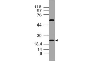 Image no. 1 for anti-Fibroblast Growth Factor 20 (FGF20) antibody (ABIN5027715) (FGF20 anticorps)