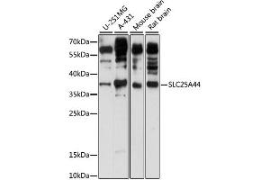 Western blot analysis of extracts of various cell lines, using SLC25A44 antibody (ABIN6293926) at 1:1000 dilution. (SLC25A44 anticorps)