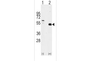 Western blot analysis of TRAF2 (arrow) using rabbit polyclonal TRAF2 Antibody (C-term) (ABIN392282 and ABIN2841948). (TRAF2 anticorps  (C-Term))