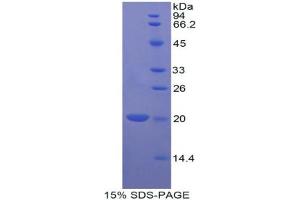 SDS-PAGE analysis of Dog Bcl2L2 Protein. (BCL2L2 Protéine)