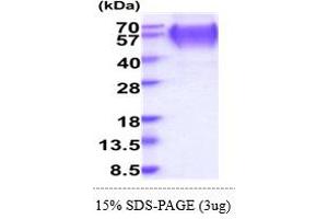 SDS-PAGE (SDS) image for Lysosomal-Associated Membrane Protein 2 (LAMP2) (AA 29-375) protein (His tag) (ABIN5855013)